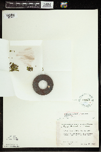 Spirodela polyrrhiza image