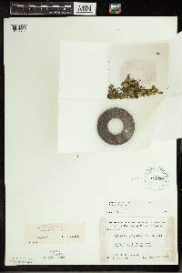 Spirodela polyrrhiza image