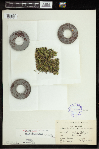 Spirodela polyrrhiza image