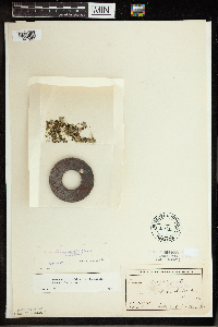 Spirodela polyrrhiza image