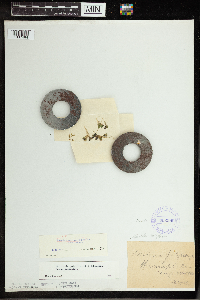 Spirodela polyrrhiza image