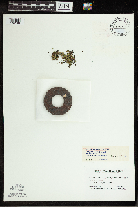 Spirodela polyrrhiza image