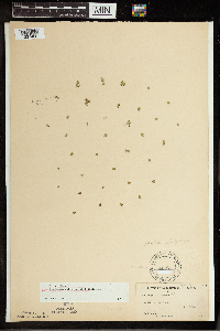 Spirodela polyrrhiza image