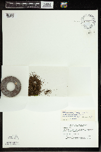 Spirodela polyrrhiza image