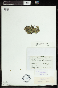 Spirodela polyrrhiza image