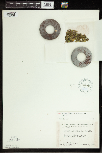 Spirodela polyrrhiza image