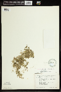 Spirodela polyrrhiza image