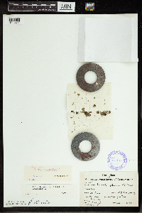 Spirodela polyrrhiza image