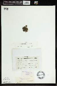 Spirodela polyrrhiza image