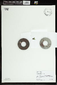 Spirodela polyrrhiza image