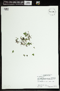 Spirodela polyrrhiza image