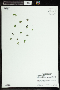 Spirodela polyrrhiza image