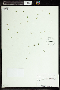 Spirodela polyrrhiza image