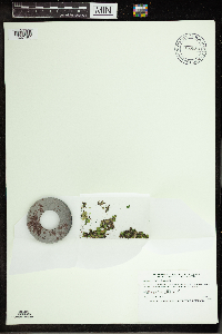 Spirodela polyrrhiza image