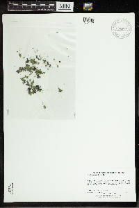 Spirodela polyrrhiza image