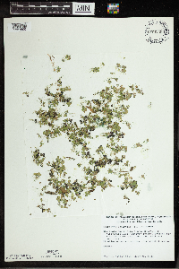 Spirodela polyrrhiza image