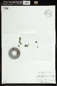 Spirodela polyrrhiza image