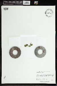 Spirodela polyrrhiza image