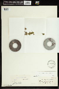 Spirodela polyrrhiza image