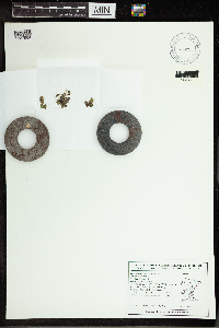 Spirodela polyrrhiza image