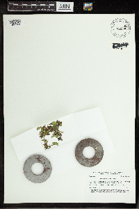 Spirodela polyrrhiza image