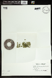 Spirodela polyrrhiza image