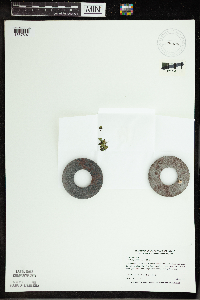 Spirodela polyrrhiza image