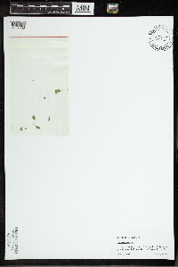 Spirodela polyrrhiza image