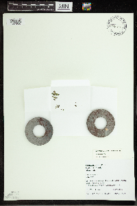Spirodela polyrrhiza image