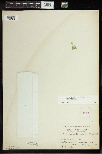 Spirodela polyrrhiza image