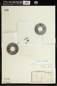 Spirodela polyrrhiza image