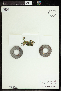 Spirodela polyrrhiza image