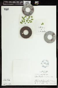 Spirodela polyrrhiza image