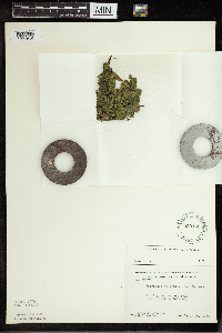 Spirodela polyrrhiza image