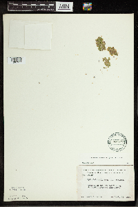 Spirodela polyrrhiza image