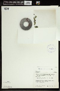 Spirodela polyrrhiza image