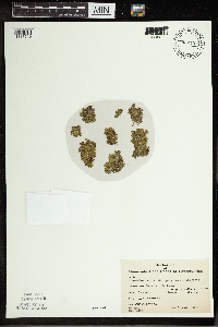 Spirodela polyrrhiza image