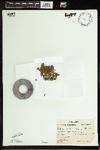 Spirodela polyrrhiza image