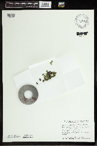 Spirodela polyrrhiza image