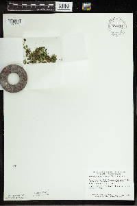 Spirodela polyrrhiza image