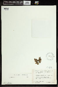 Spirodela polyrrhiza image