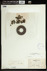 Spirodela polyrrhiza image