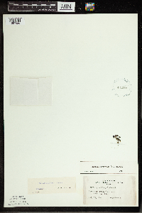 Spirodela polyrrhiza image