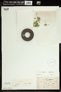 Spirodela polyrrhiza image