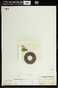 Spirodela polyrrhiza image