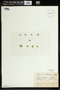 Spirodela polyrrhiza image