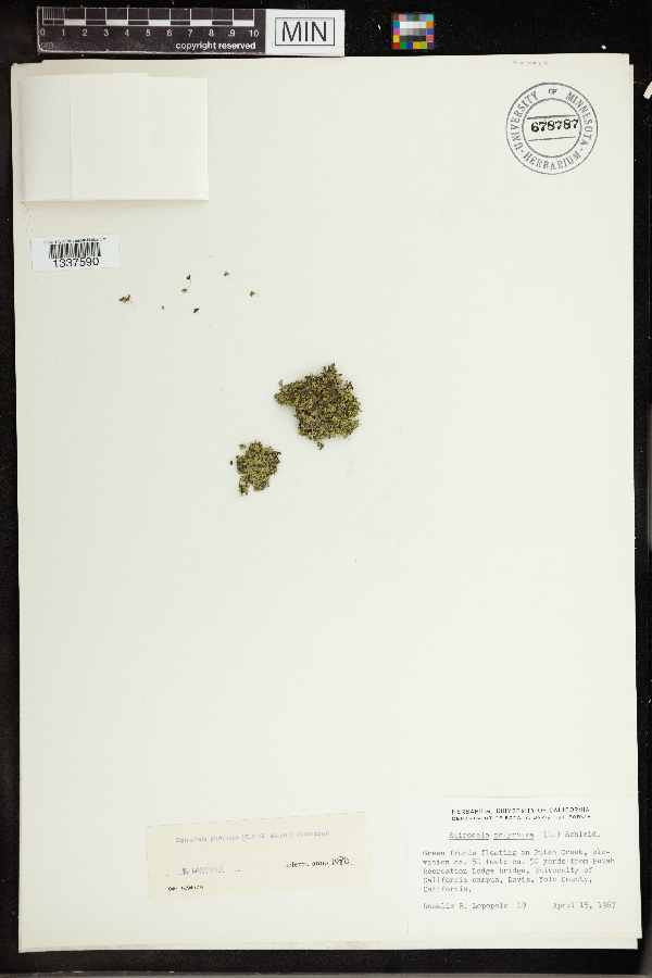 Spirodela punctata image