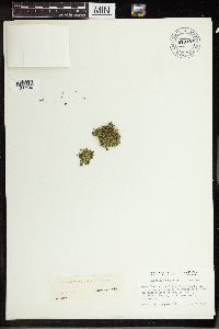 Media resource of Spirodela punctata