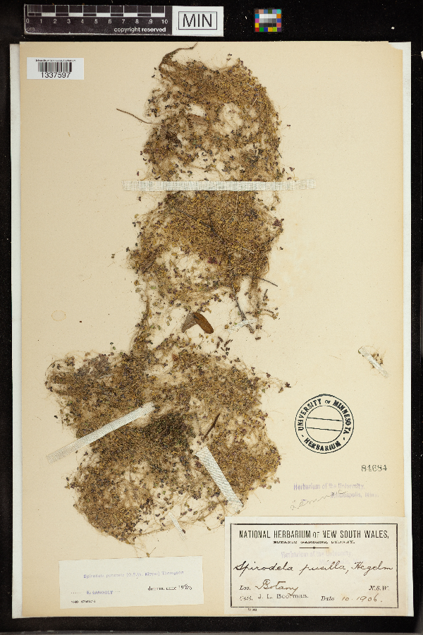 Spirodela pusilla image