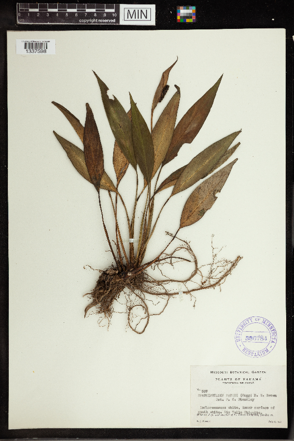 Spathiphyllum patini image